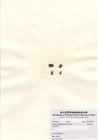 藏品(蘚狀束藻)的圖片